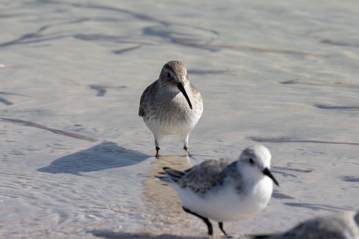 Dunlin - ML645518301