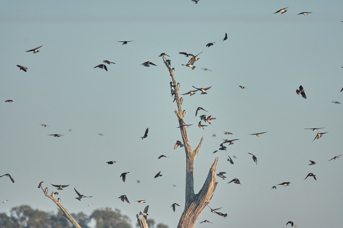 Tree Swallow - ML645518311