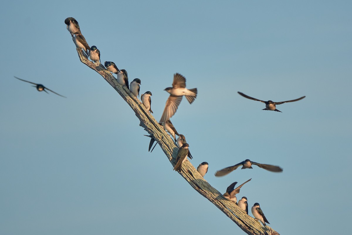 Tree Swallow - ML645518312