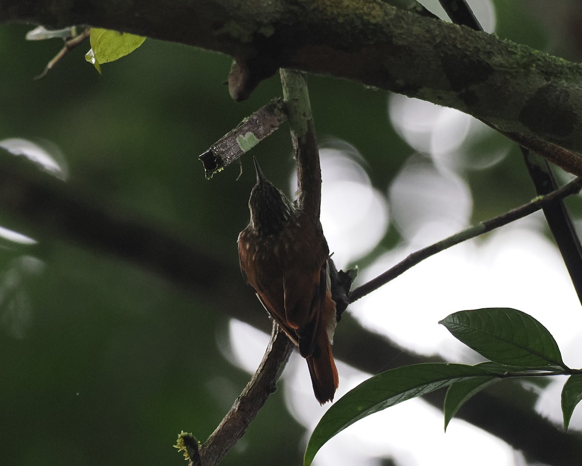 Slender-billed Xenops - ML645518314