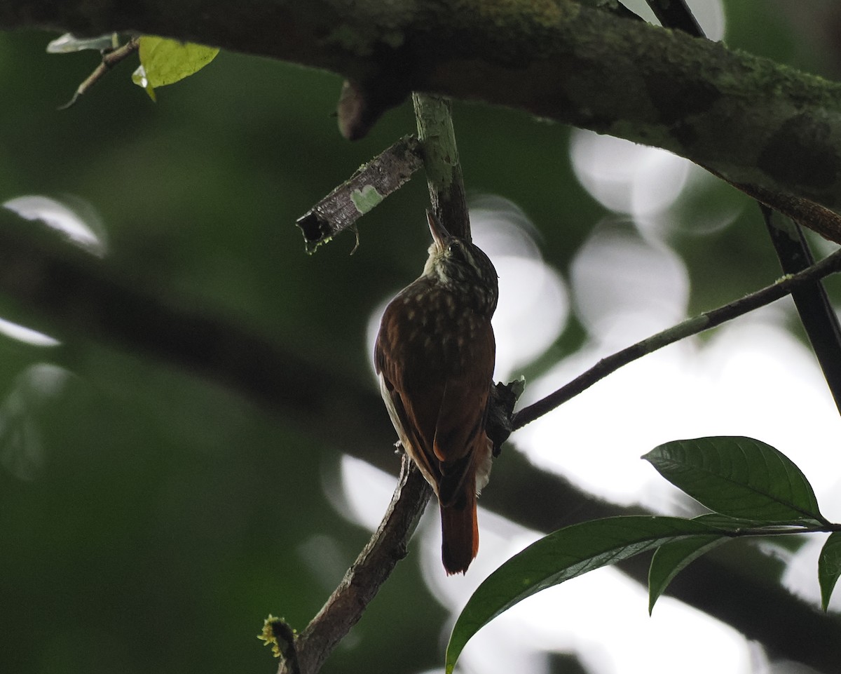 Slender-billed Xenops - ML645518315