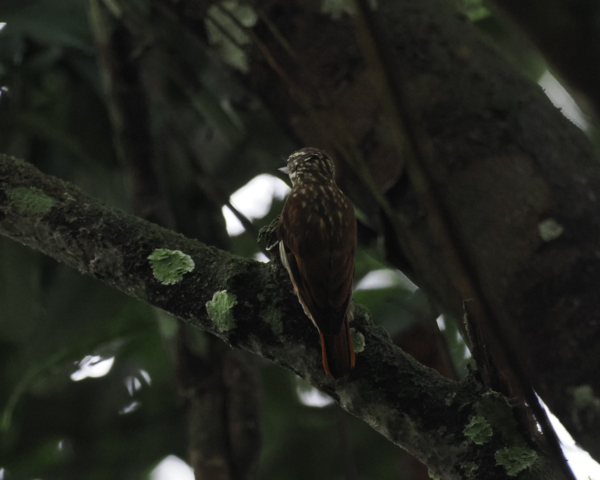 Slender-billed Xenops - ML645518316