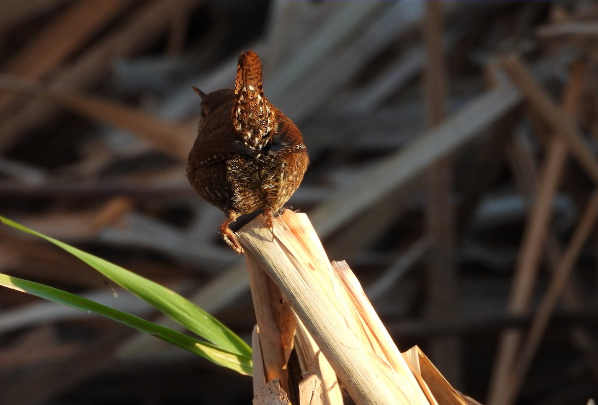 フユミソサザイ - ML645518319