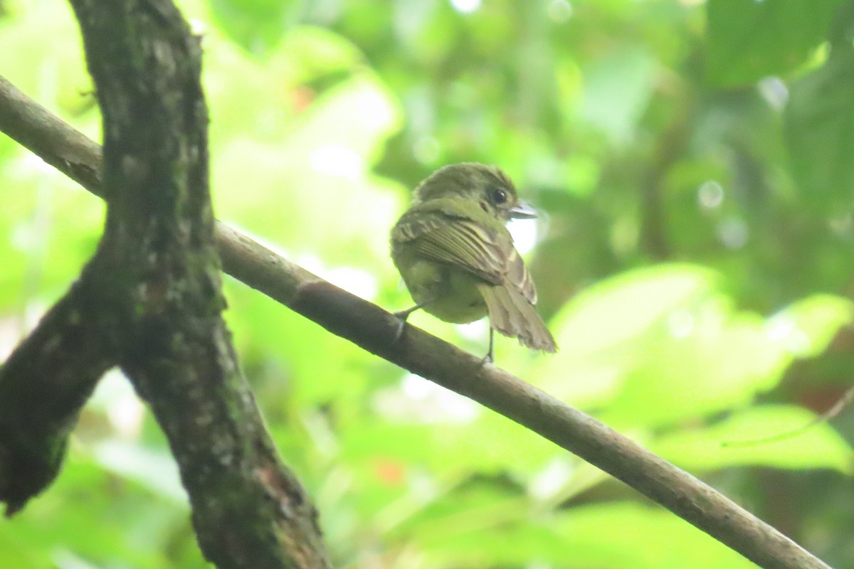 Yellow-olive Flatbill - ML645518321