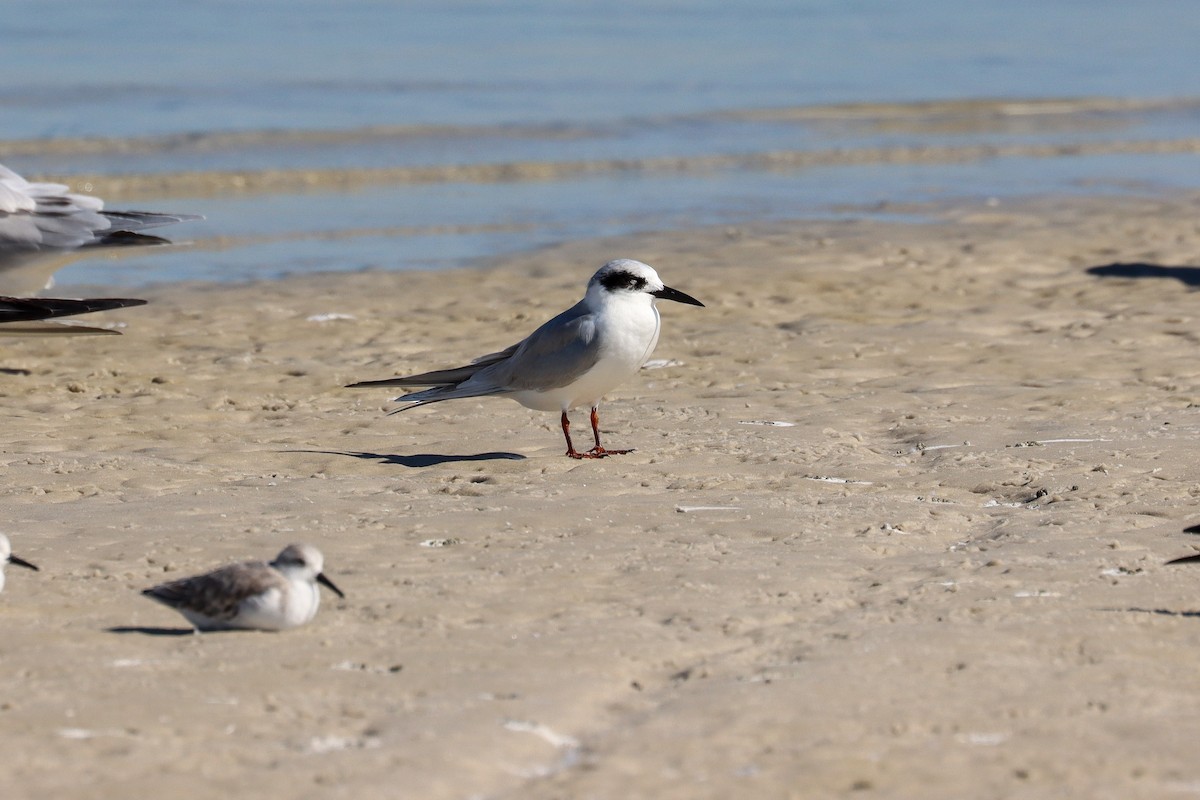 Forster's Tern - ML645518323