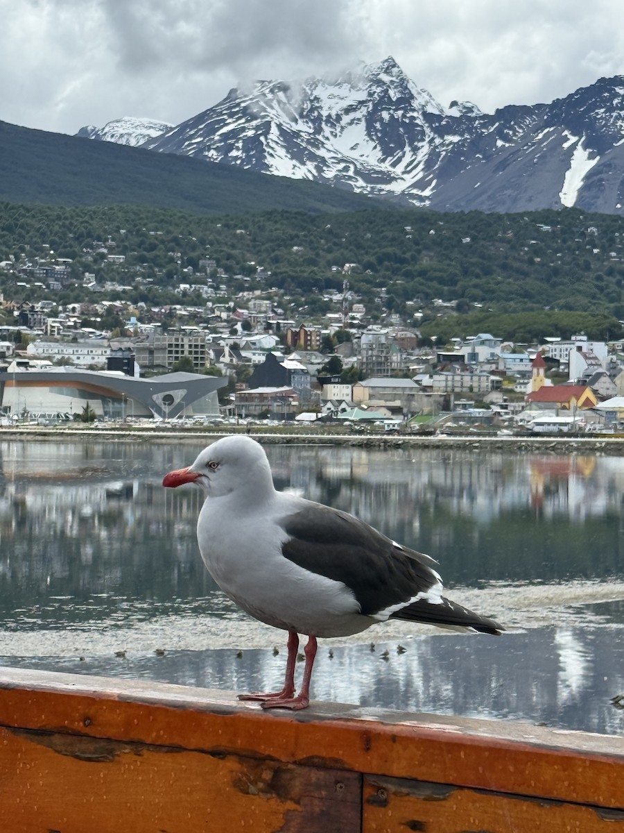 Dolphin Gull - ML645518328