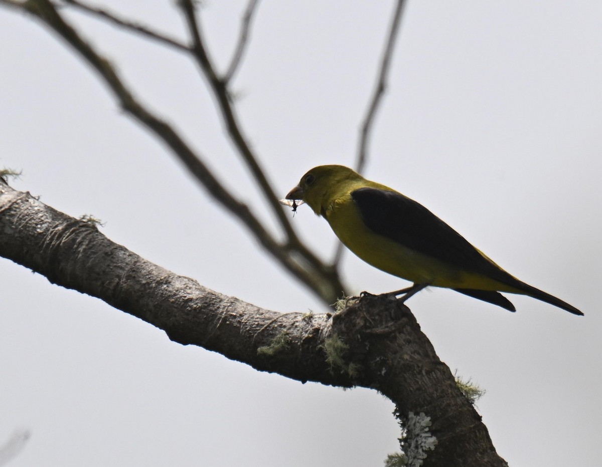 Scarlet Tanager - ML645518329