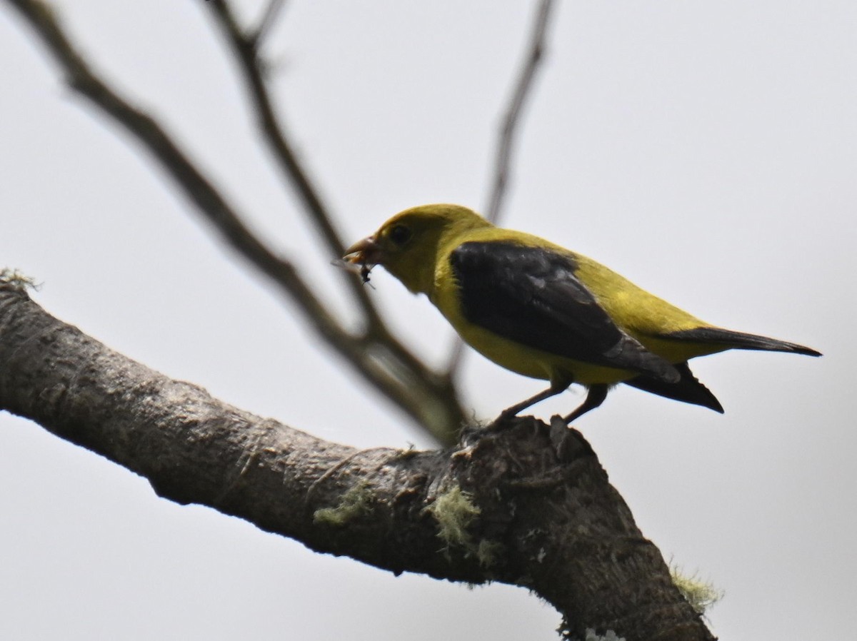 Scarlet Tanager - ML645518330