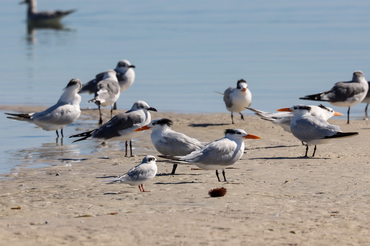 Royal Tern - ML645518335