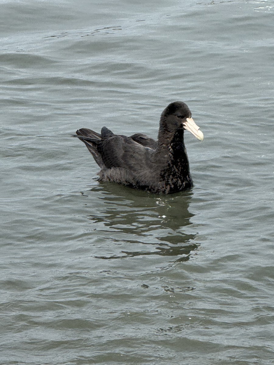 sørkjempepetrell - ML645518337