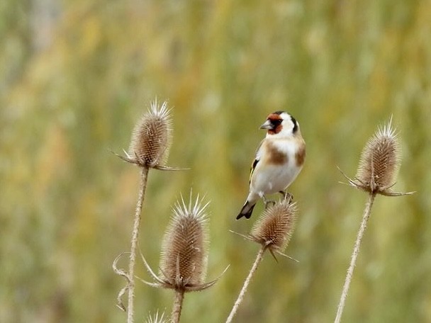 European Goldfinch - ML645518355