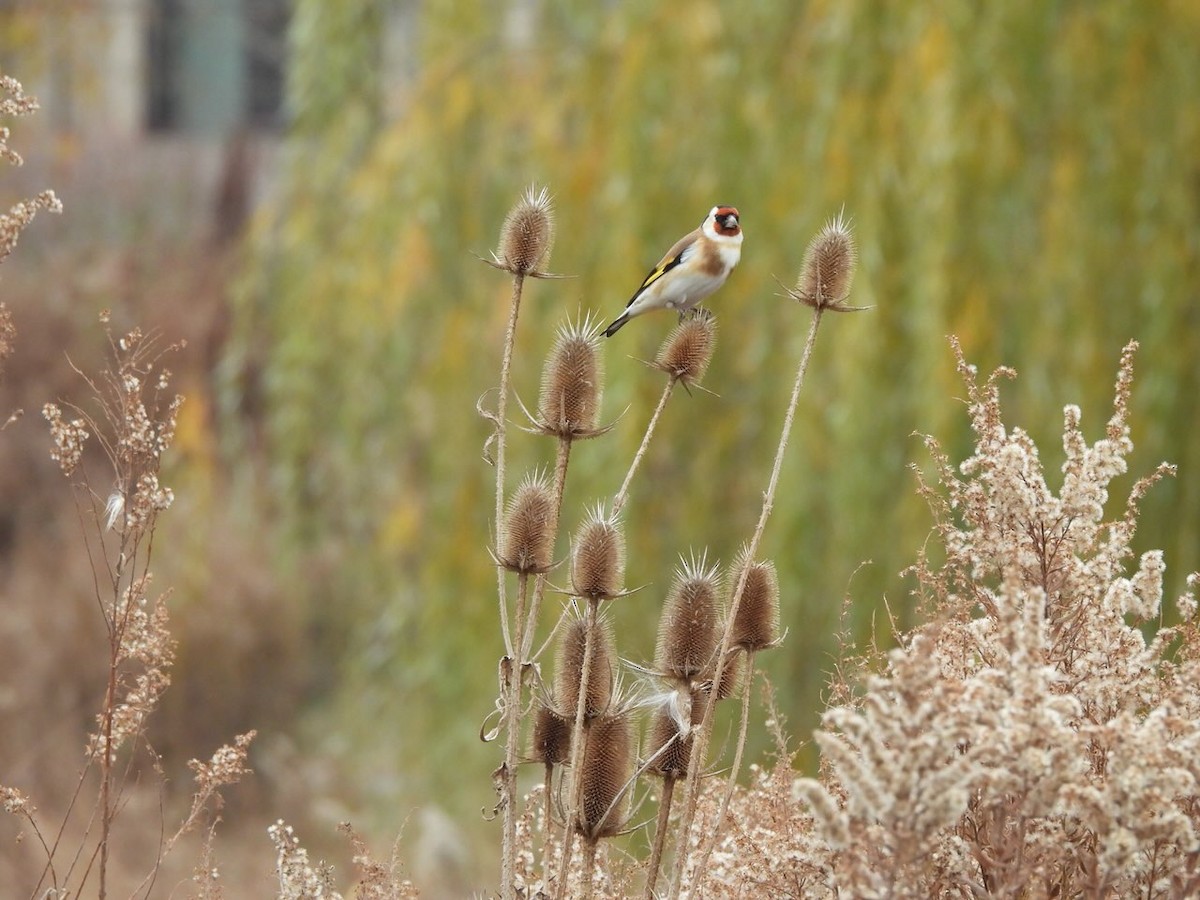 European Goldfinch - ML645518356