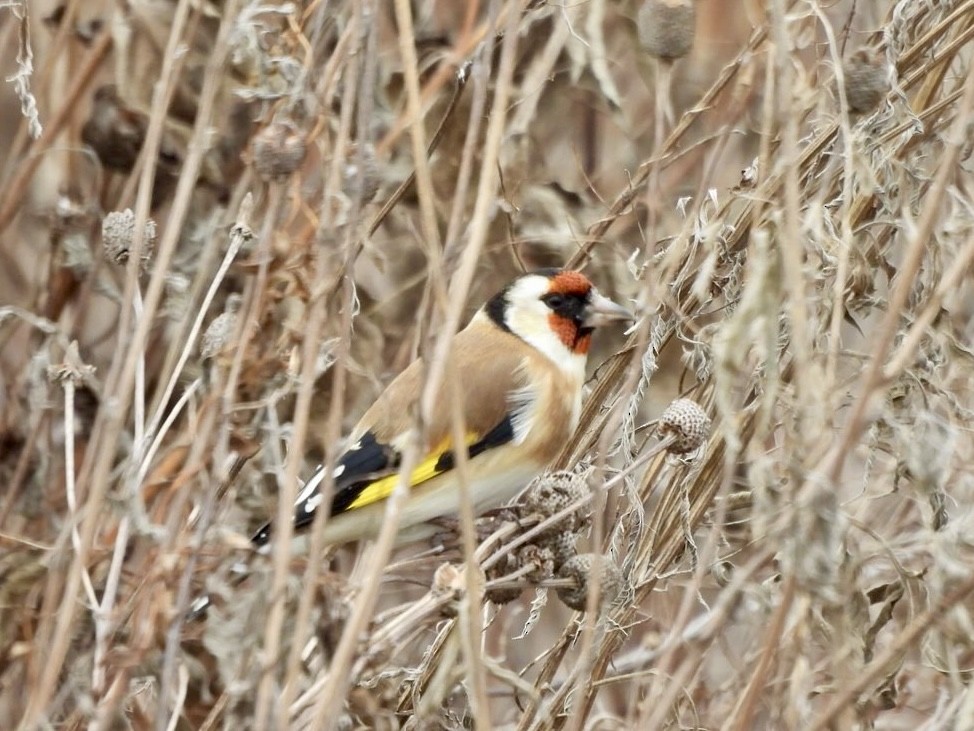 European Goldfinch - ML645518357