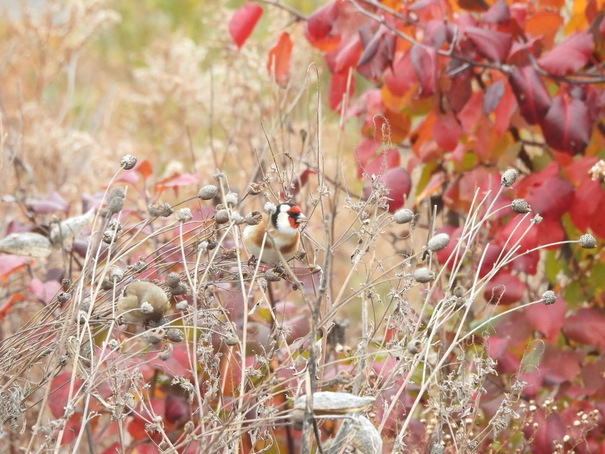 European Goldfinch - ML645518358