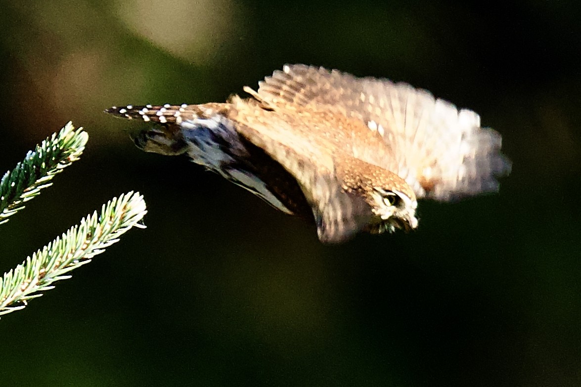 Northern Pygmy-Owl - ML645518360