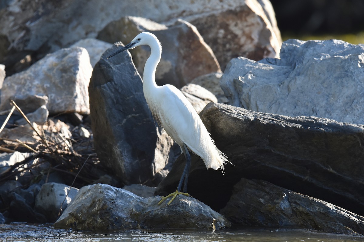 לבנית קטנה - ML645518361
