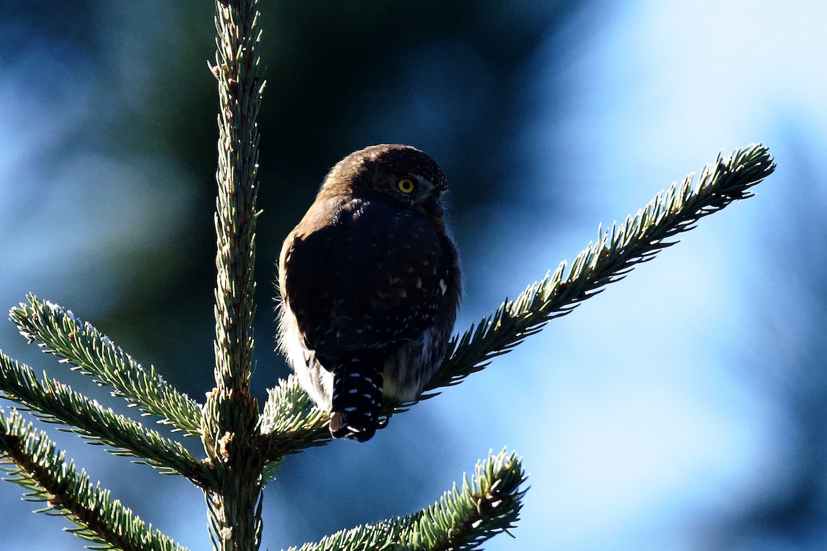 Northern Pygmy-Owl - ML645518369