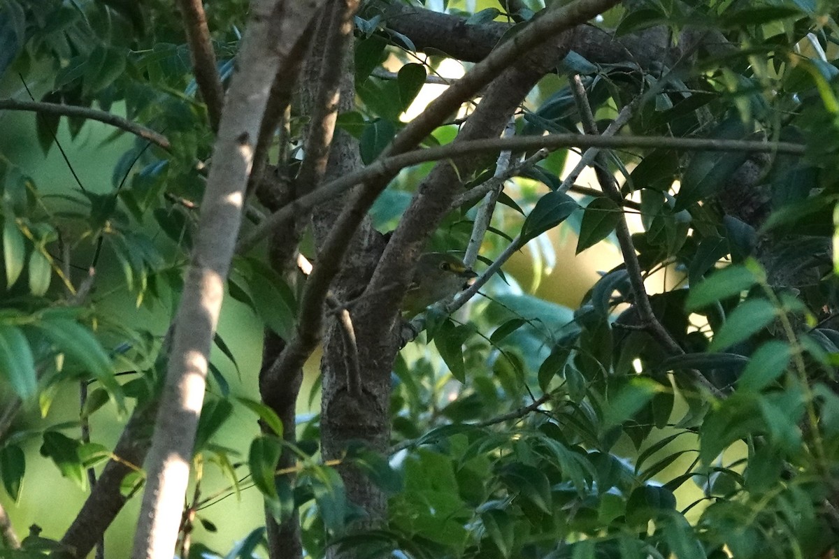 White-eyed Vireo - ML645518371