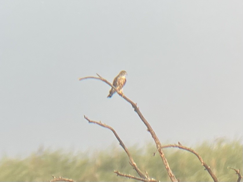 Merlin - ML645518385