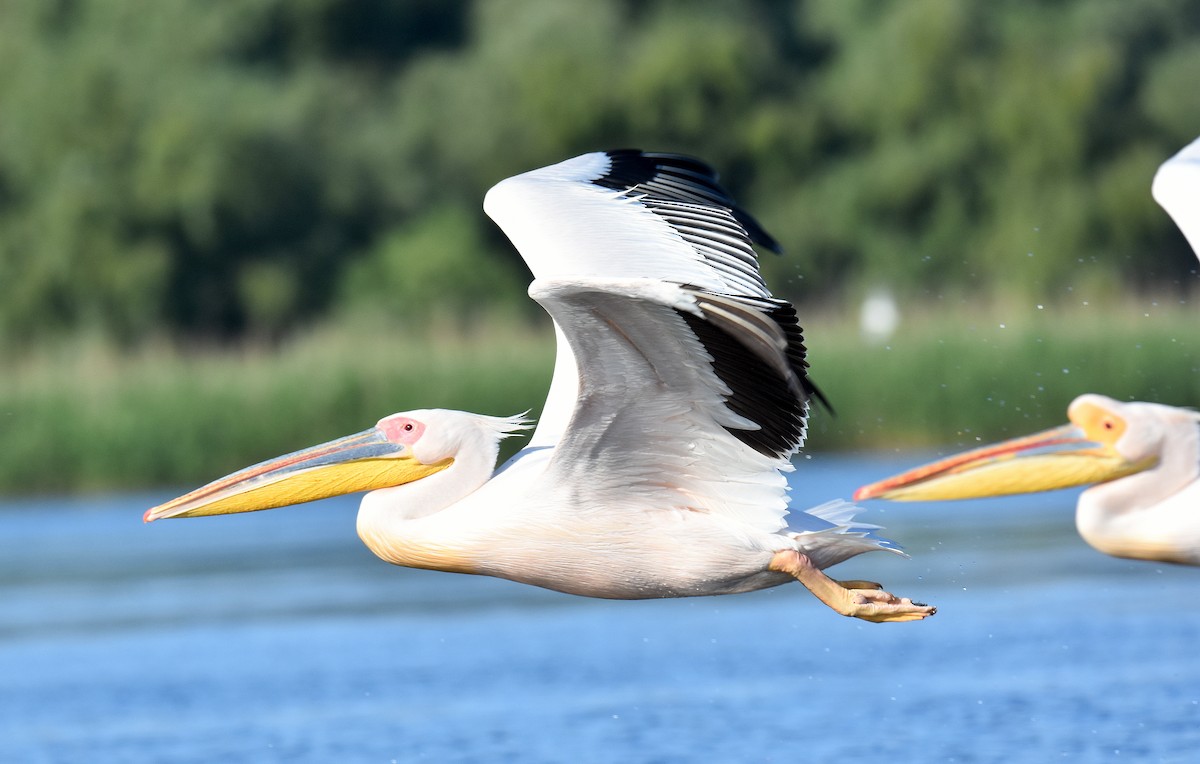 שקנאי מצוי - ML645518388