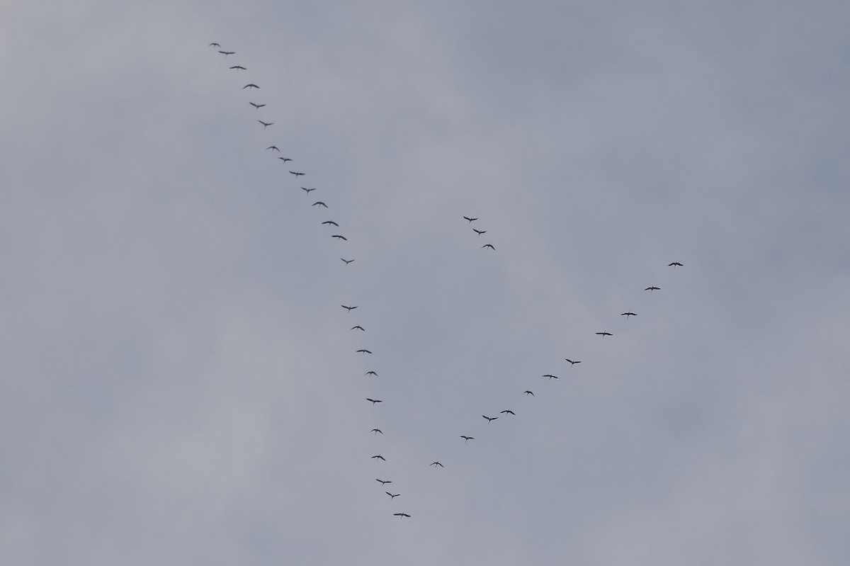 jeřáb kanadský - ML645518389