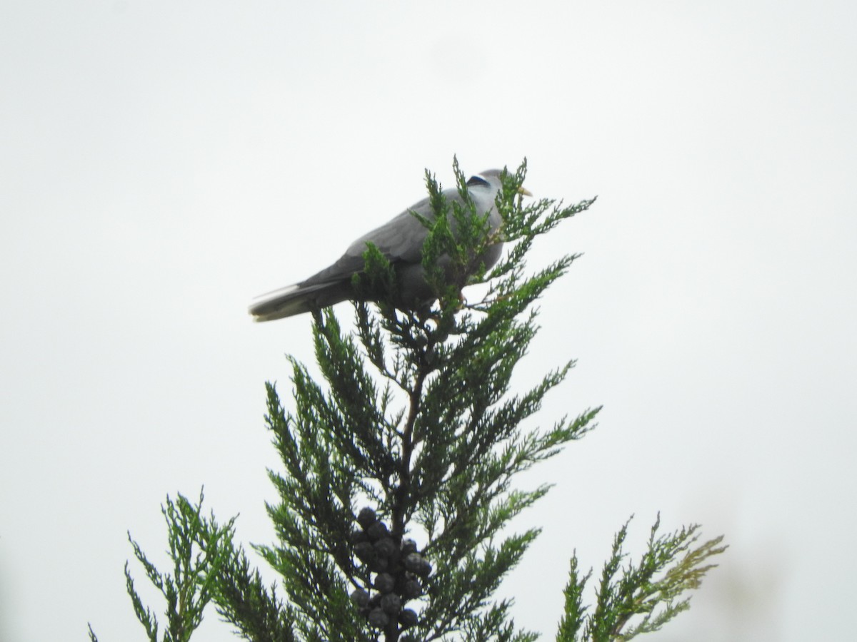 Band-tailed Pigeon - ML645518390