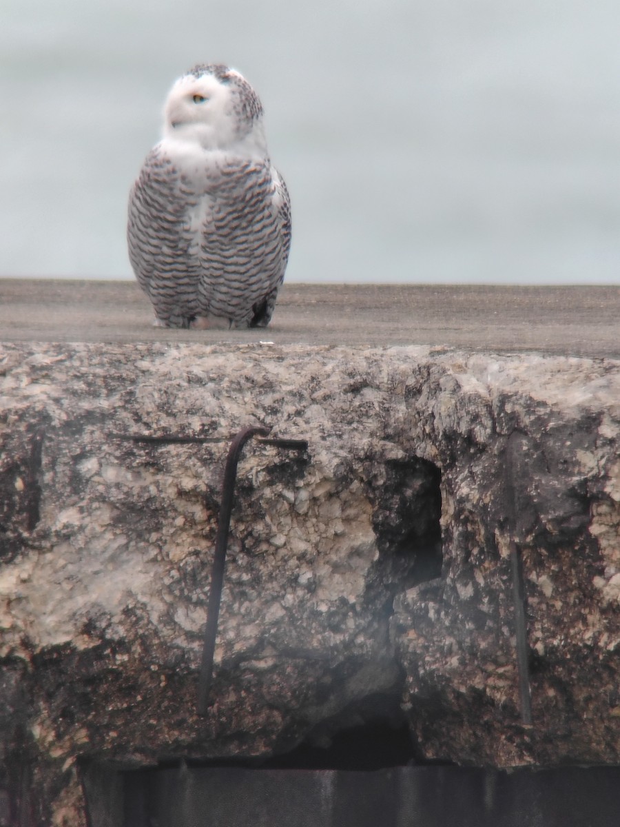 Snowy Owl - ML645518393