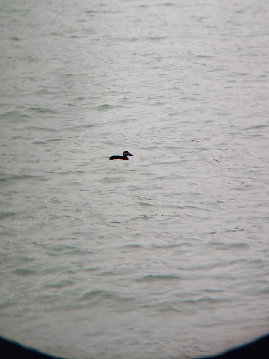 Surf Scoter - ML645518408
