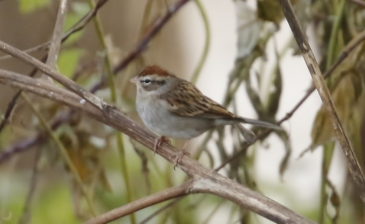 strnádka vrabcovitá - ML645518410