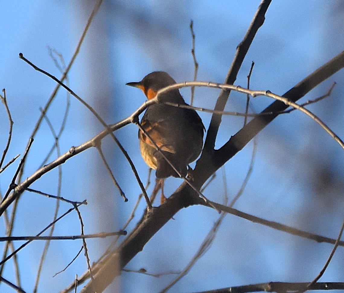 Halsbanddrossel - ML645518424