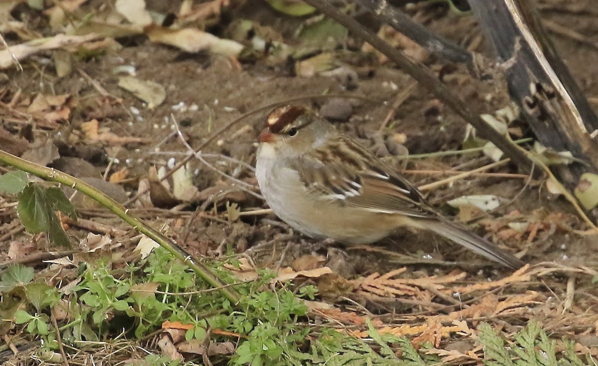 strnadec bělopásý - ML645518431