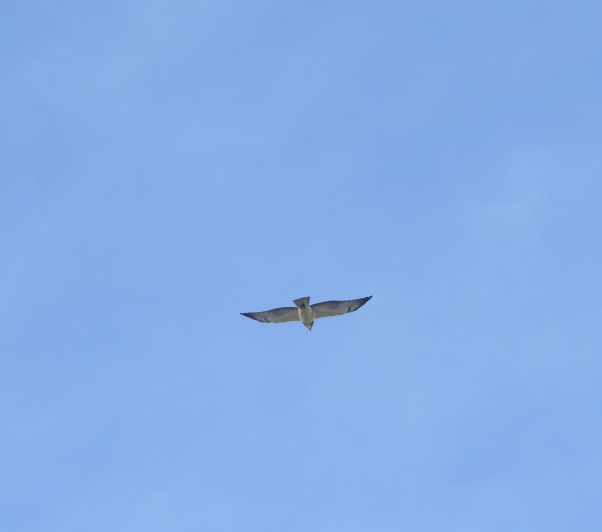 Свенсонов канюк - ML645518432