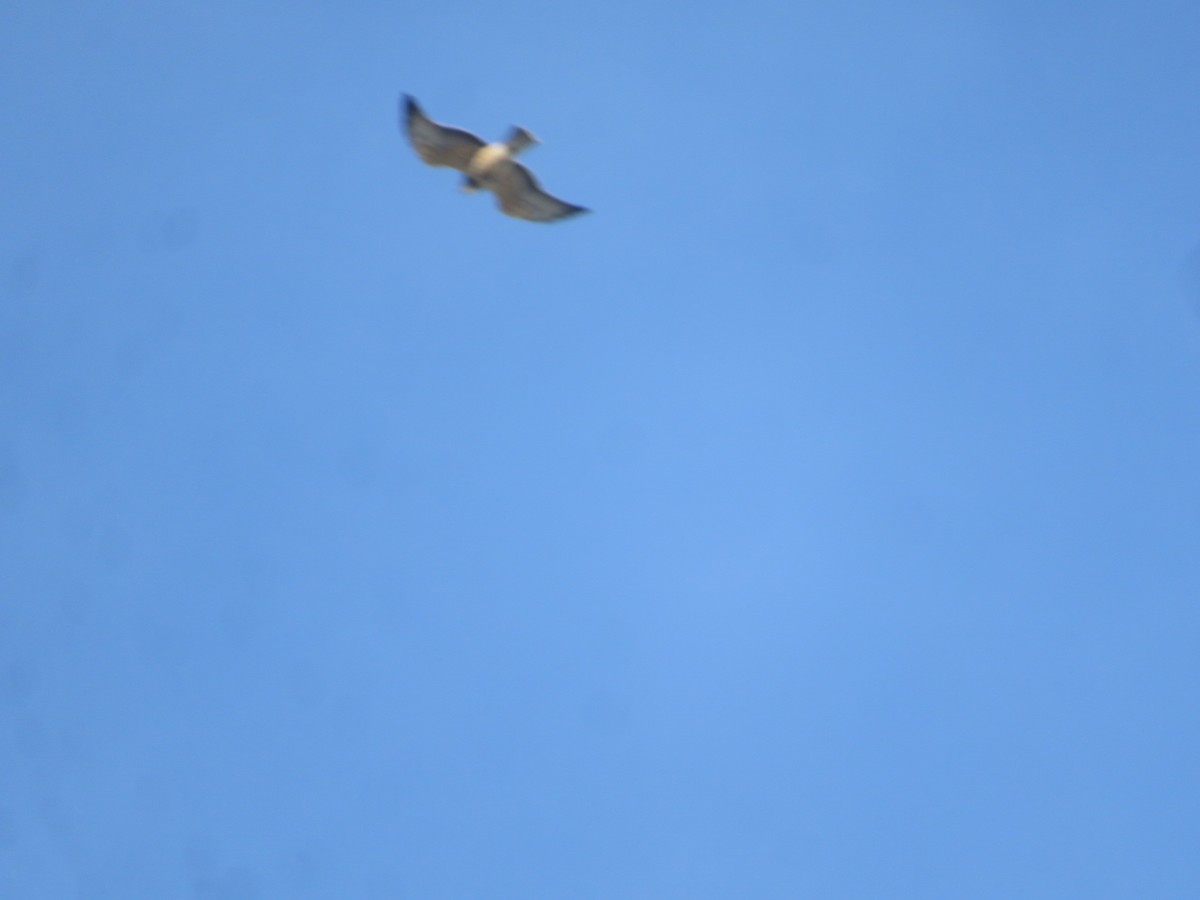 Свенсонов канюк - ML645518433