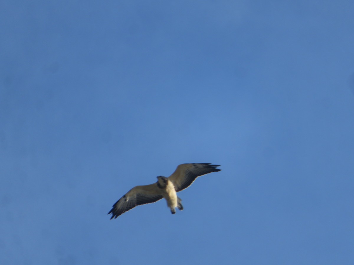 Свенсонов канюк - ML645518435