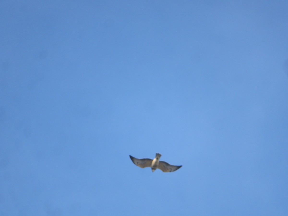 Свенсонов канюк - ML645518436