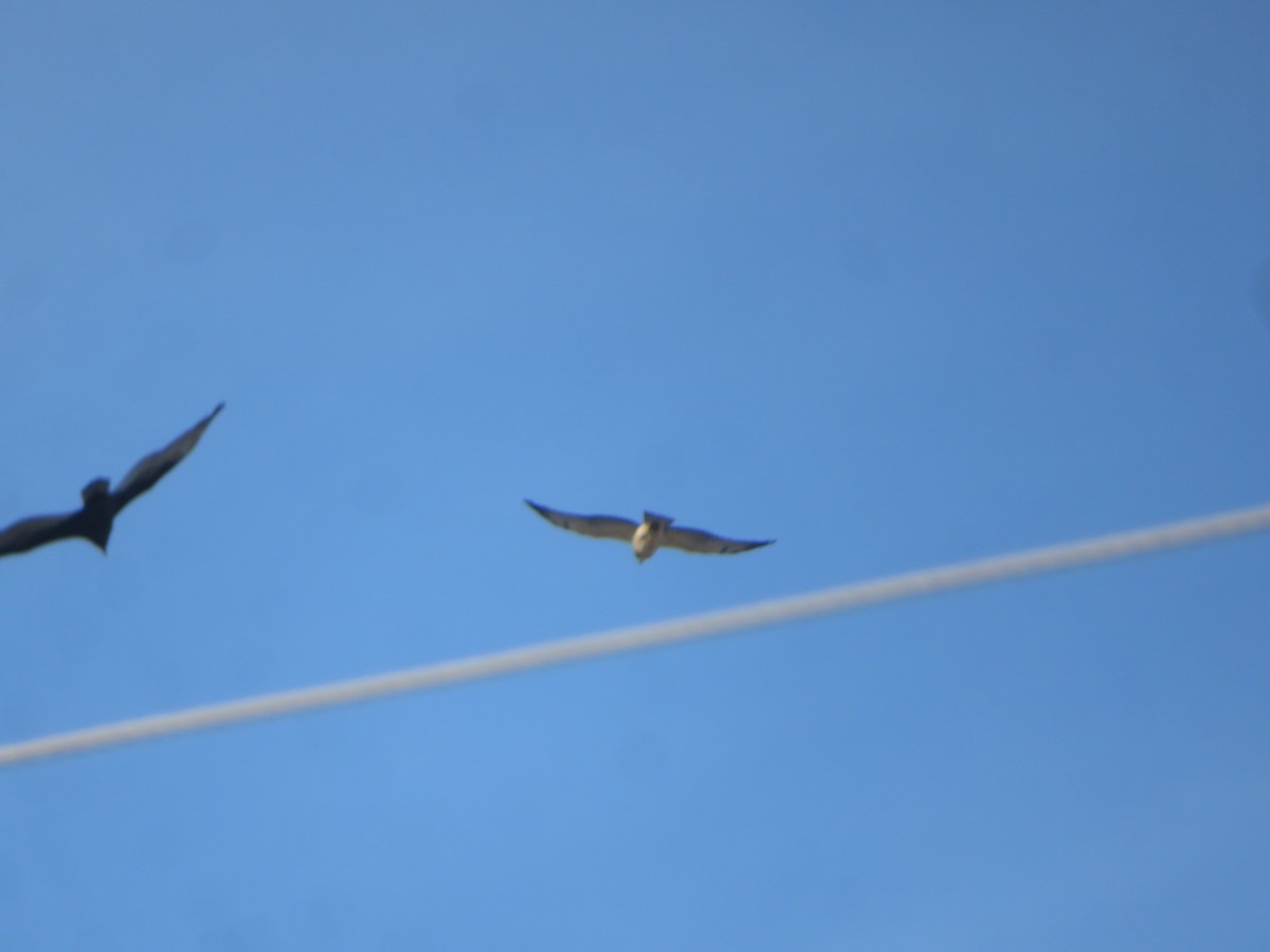 Свенсонов канюк - ML645518437