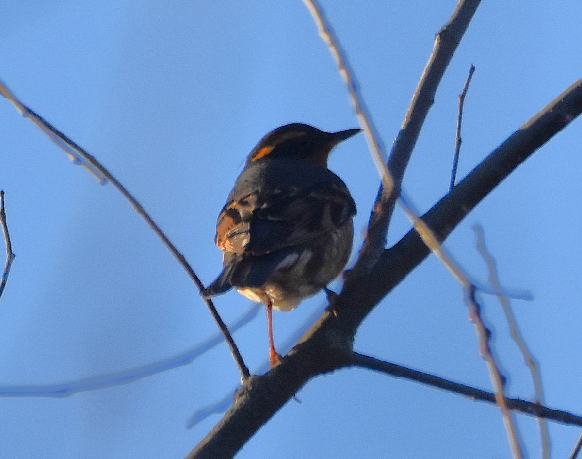 Halsbanddrossel - ML645518439