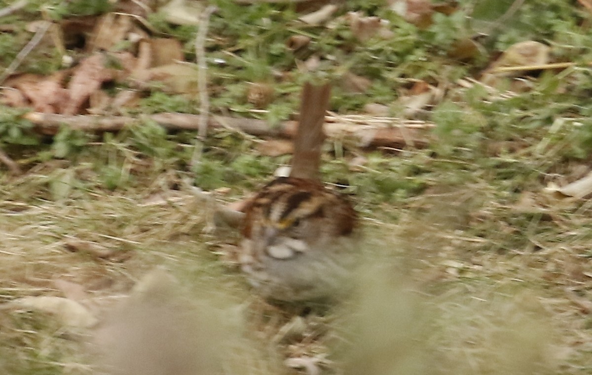 strnadec bělohrdlý - ML645518444