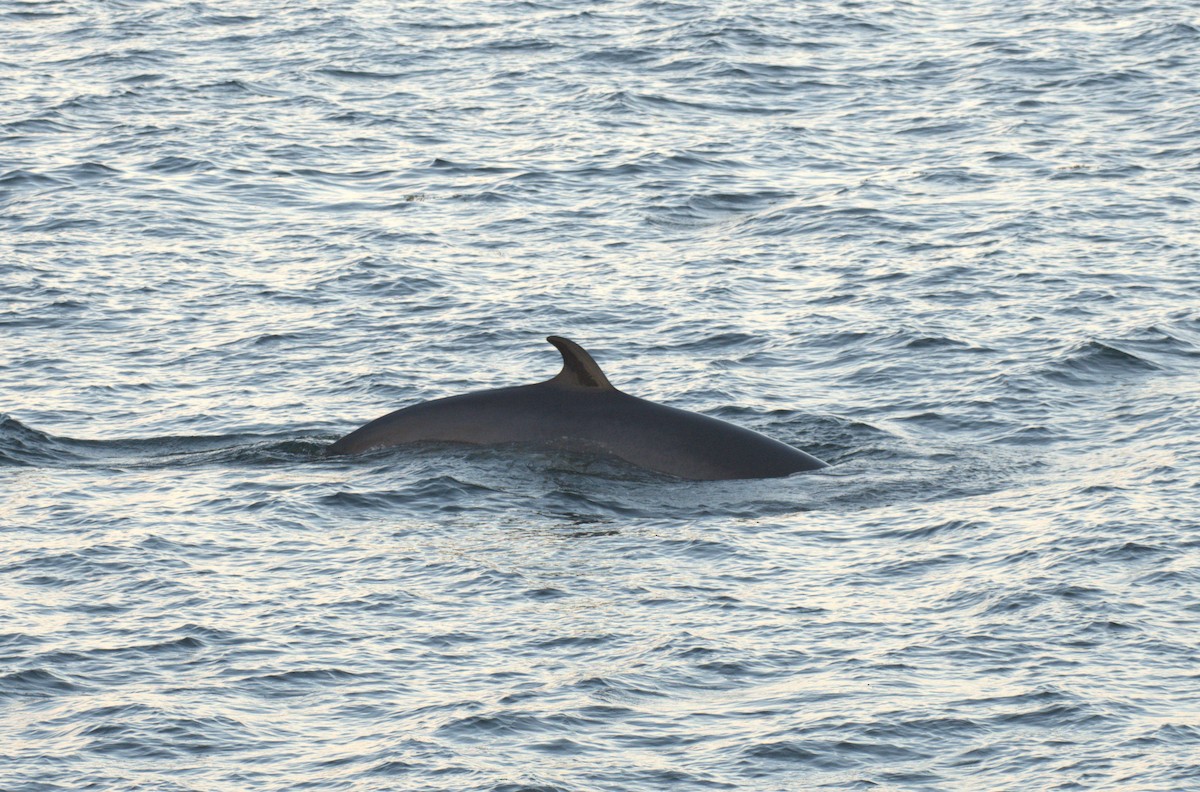 Common Minke Whale - ML645518447