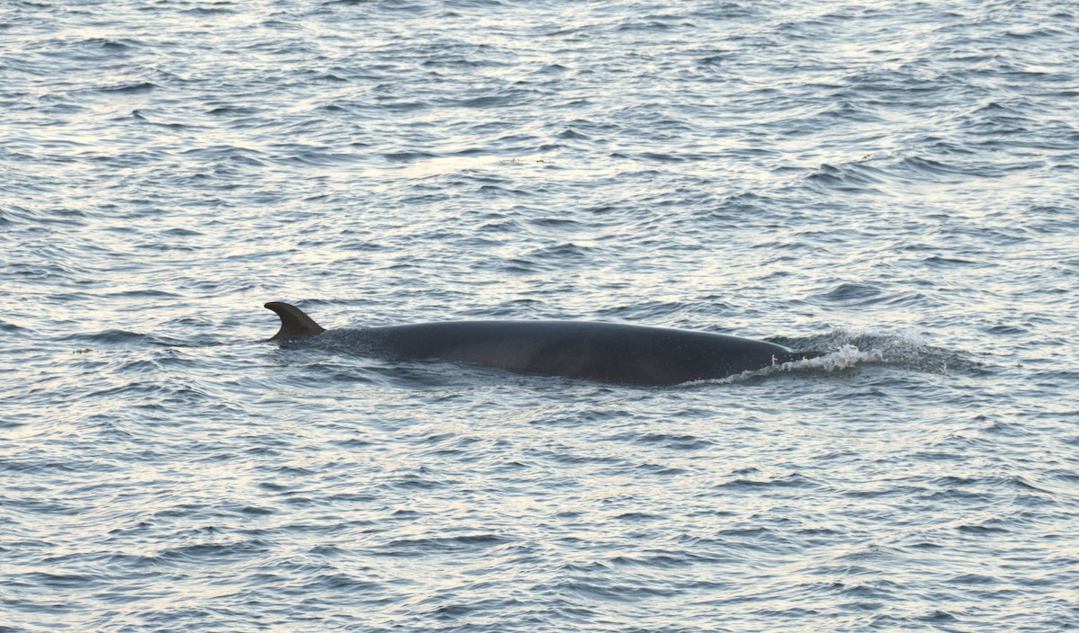 Common Minke Whale - ML645518448
