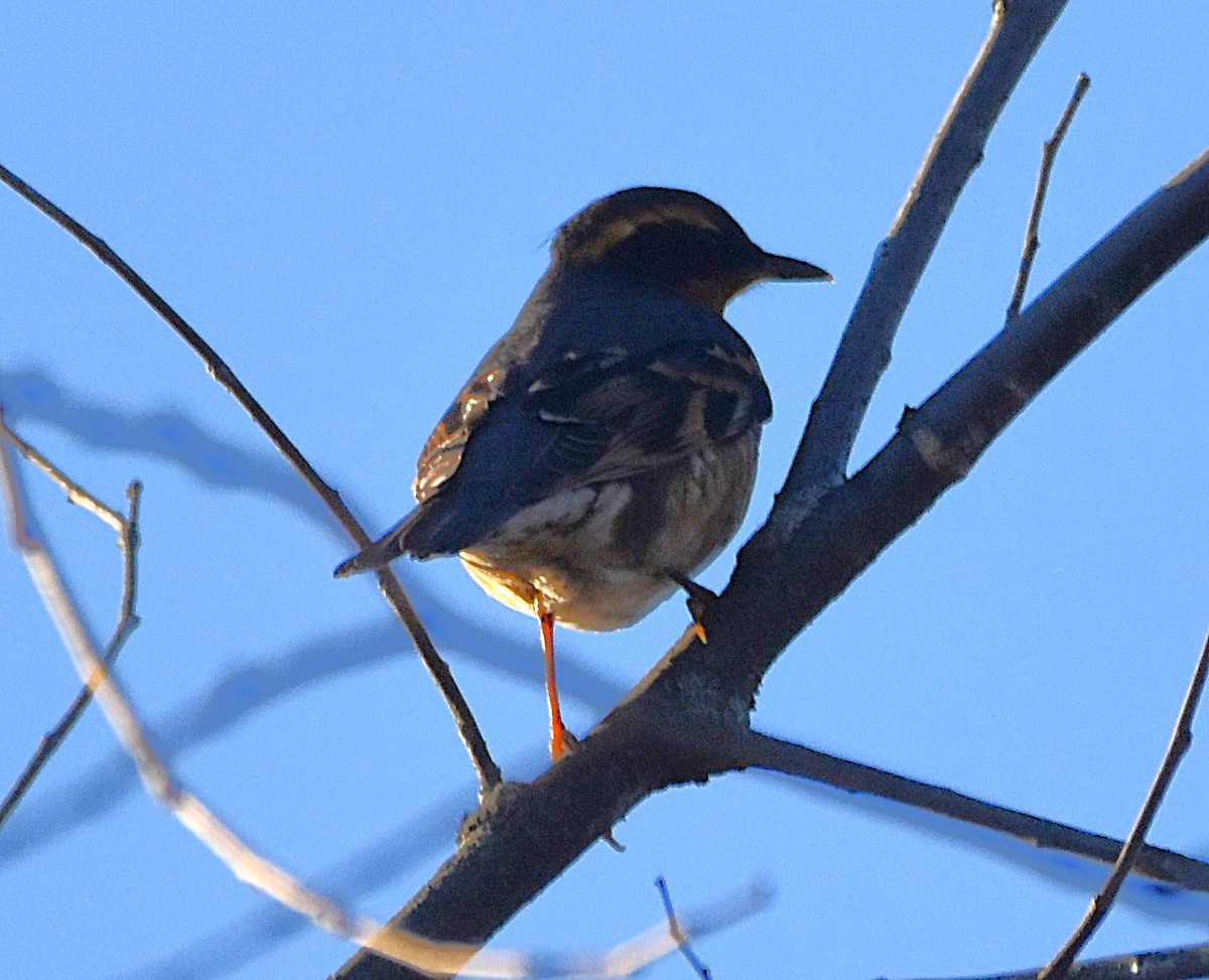 Halsbanddrossel - ML645518455