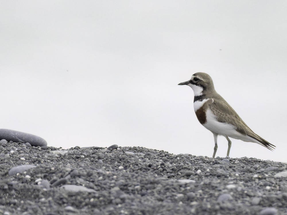 Double-banded Plover - ML645518460
