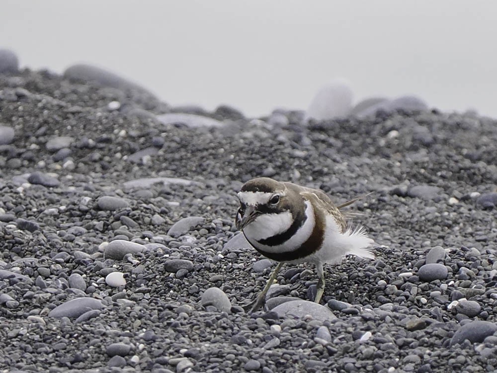 Double-banded Plover - ML645518461