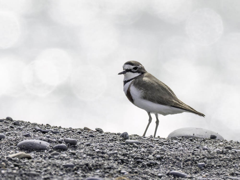 Double-banded Plover - ML645518462