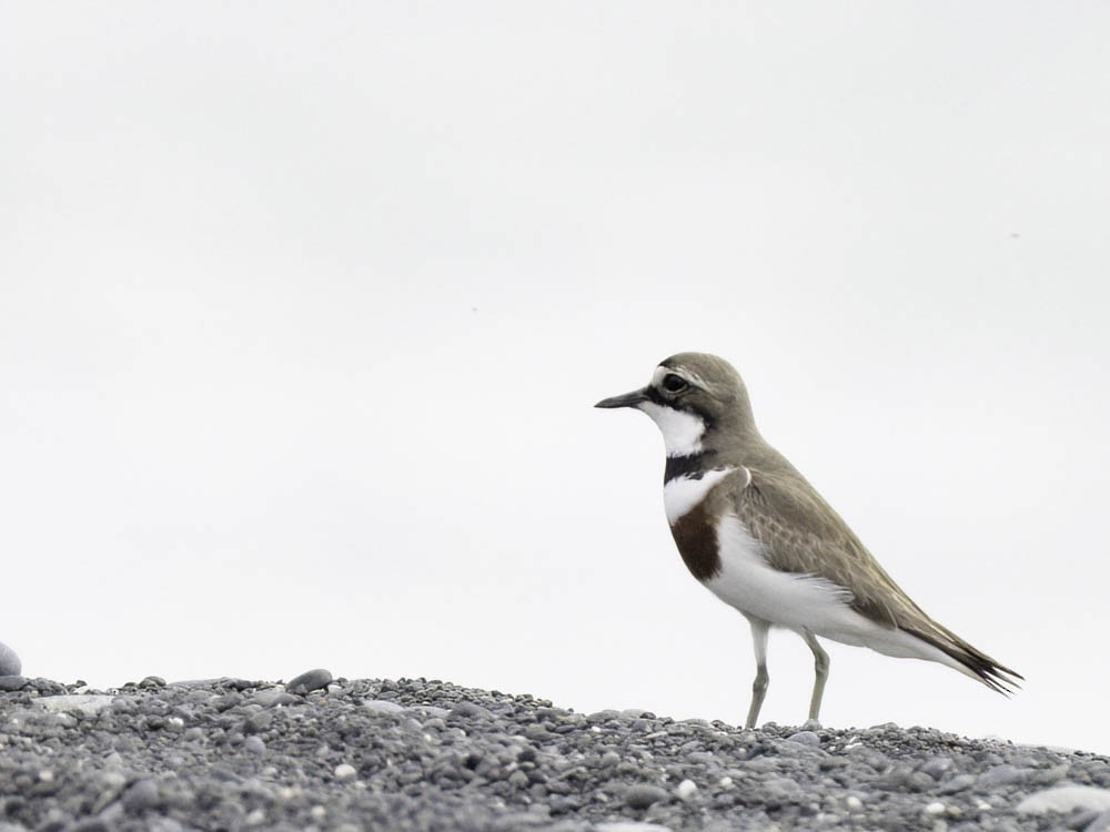 Double-banded Plover - ML645518463