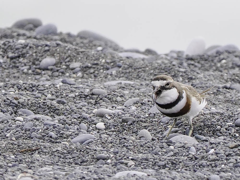 Double-banded Plover - ML645518464