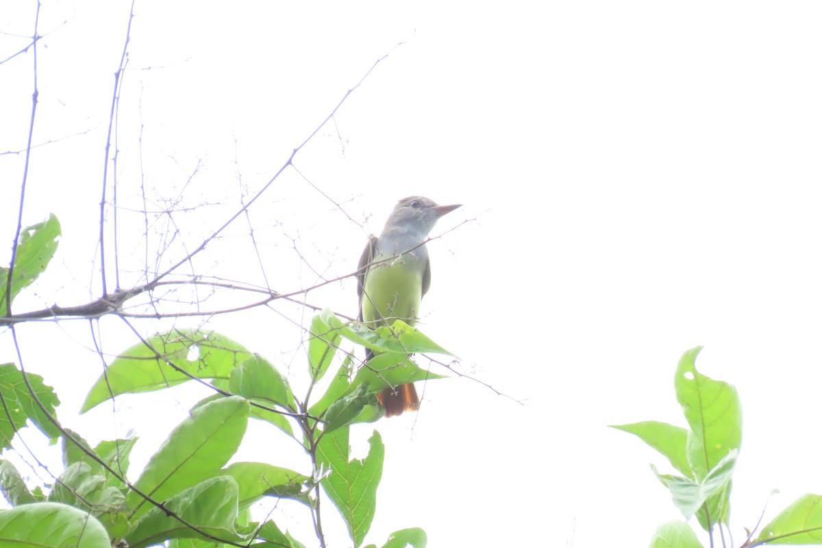 Great Crested Flycatcher - ML645518465