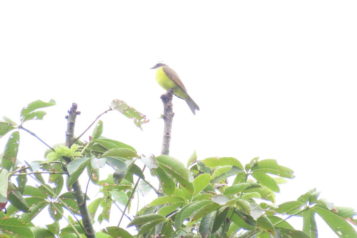 Rusty-margined Flycatcher - ML645518471