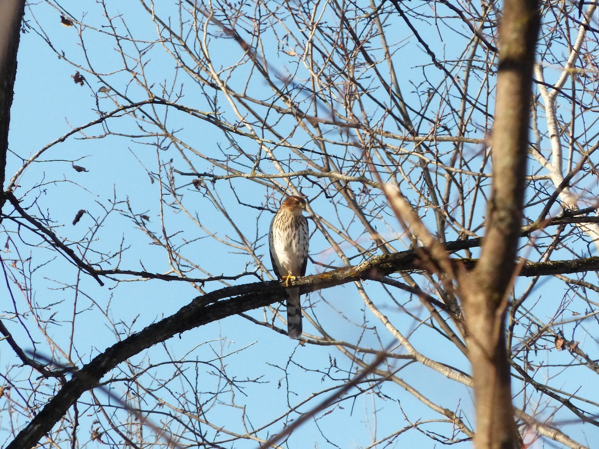 Cooper's Hawk - ML645518474