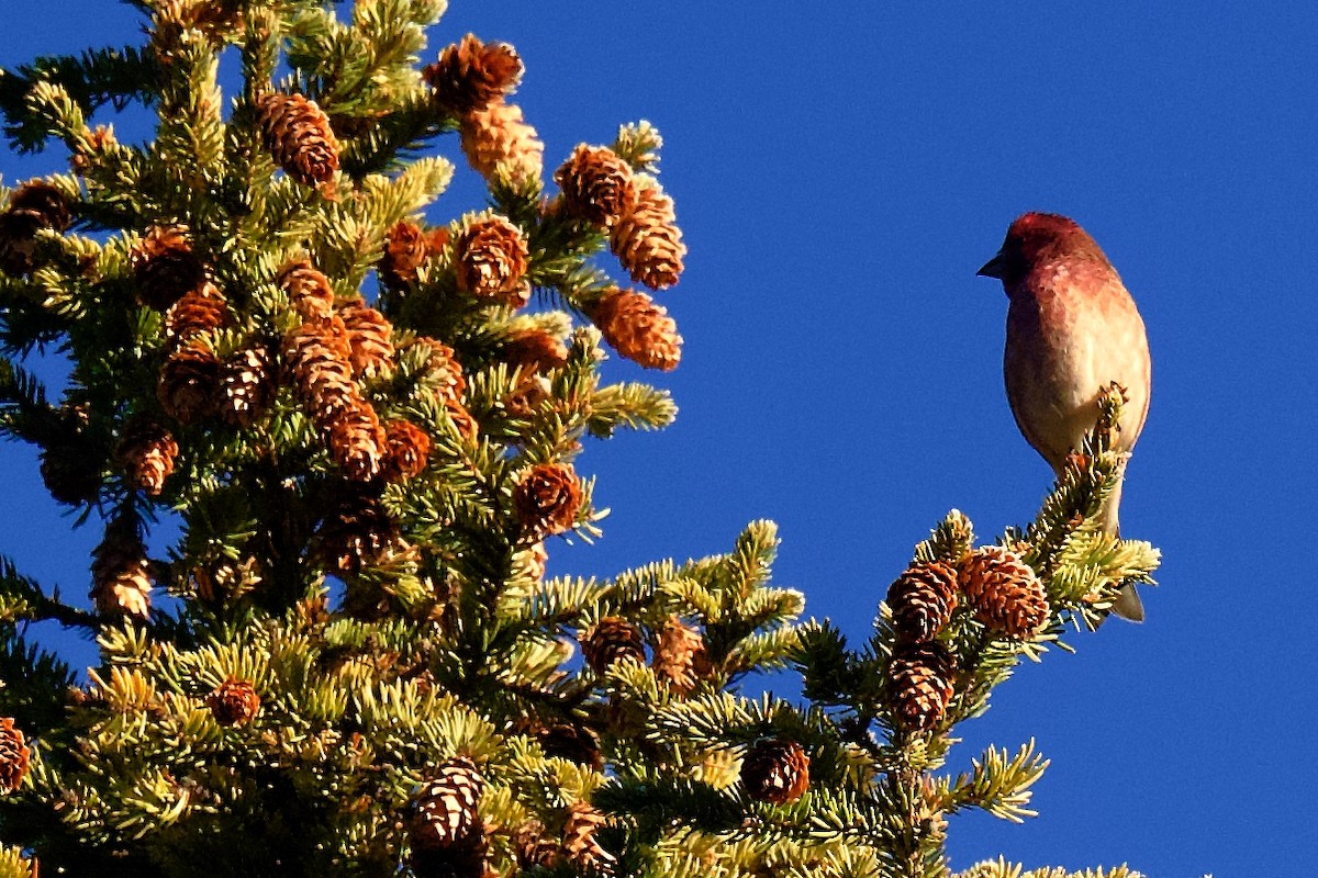 Camachuelo Purpúreo - ML645518480